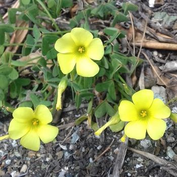 Percorso di fertilità e scelte consapevoli