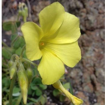 Erbe medicinali per vapori vaginali