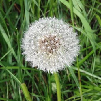 Natura e fertilità maschile