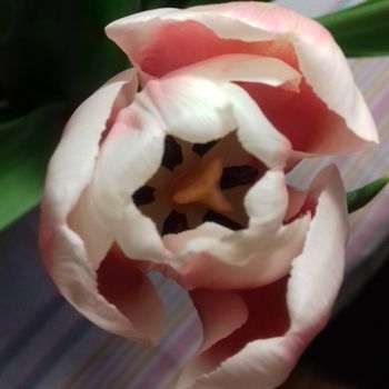 Ape su fiore simbolo di attesa e speranza