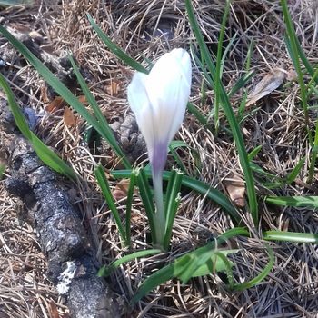 Erbe tradizionali per la salute femminile