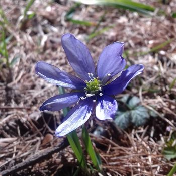 Fiori simbolo di ciclicità e maternità