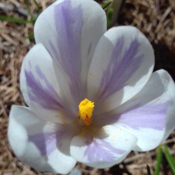 Donna e vita professionale in armonia con il ciclo