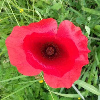 Speranza e desiderio di maternità