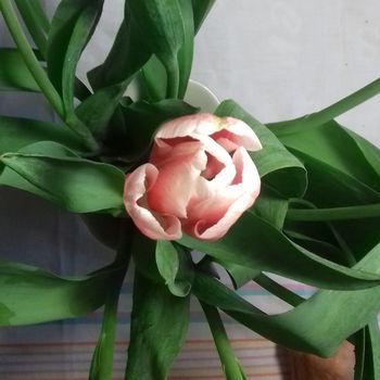 Fiori di muscari che simboleggiano la rinascita