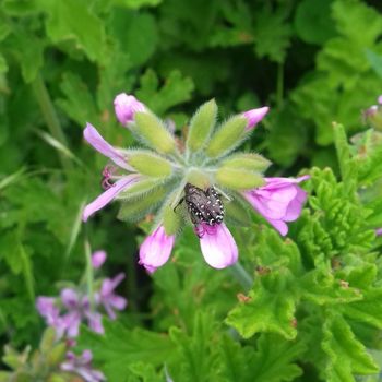 Connessione con il corpo e le ovaie