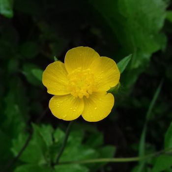 Salute intima e approccio naturale