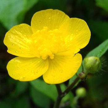 Alimenti fermentati per la salute femminile