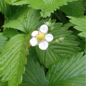 Verità sulla pillola anticoncezionale