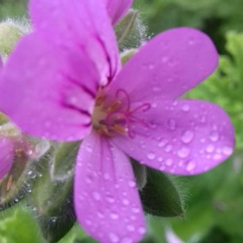 Natura e parallelo tra permacultura e fertilità