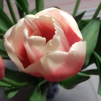 Termometro per il monitoraggio della temperatura basale