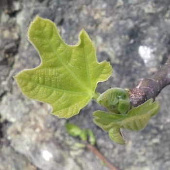 Medicina naturale e accompagnamento professionale