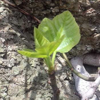 Simbolo di equilibrio e fertilità