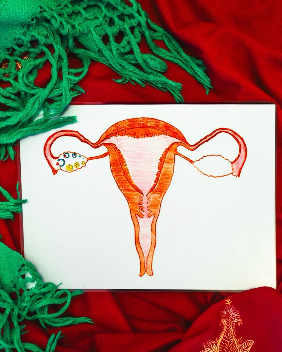 Illustrazione dell'utero — conoscenza del corpo femminile