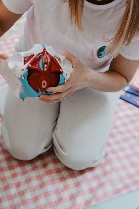 Modello anatomico della pelvi — strumento di formazione